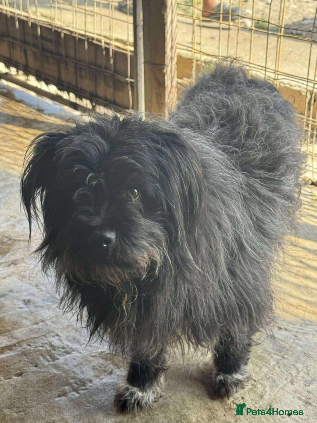 Mixed Breed dogs for adoption: 💝🐾 🐾Introducing SMALL CUTE BOY 🐾TOMMY 🐾 🐾 - Image 2