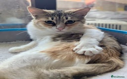 Mixed Breed cats for adoption: Maple is looking for home 🍁  - Image 1