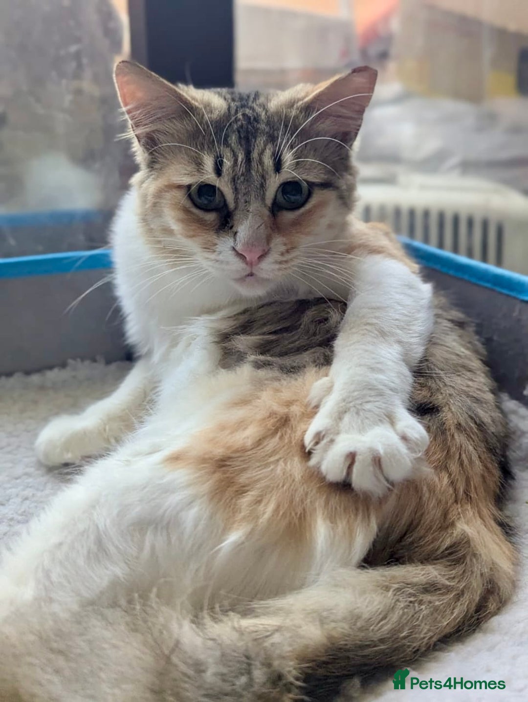 Mixed Breed cats for adoption: Maple is looking for home 🍁  - Image 1