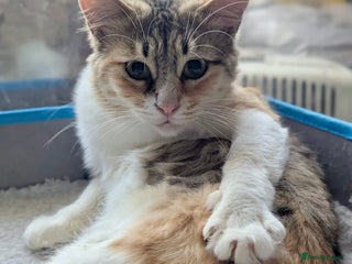 Mixed Breed cats - Advert 4