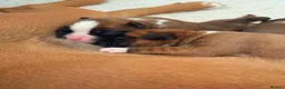 Boxer dogs for sale: 3 Red & White Boxer puppies available  - Advert 14