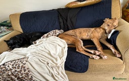 Mixed Breed dogs for sale: Bull greyhound/collie  - Image 4