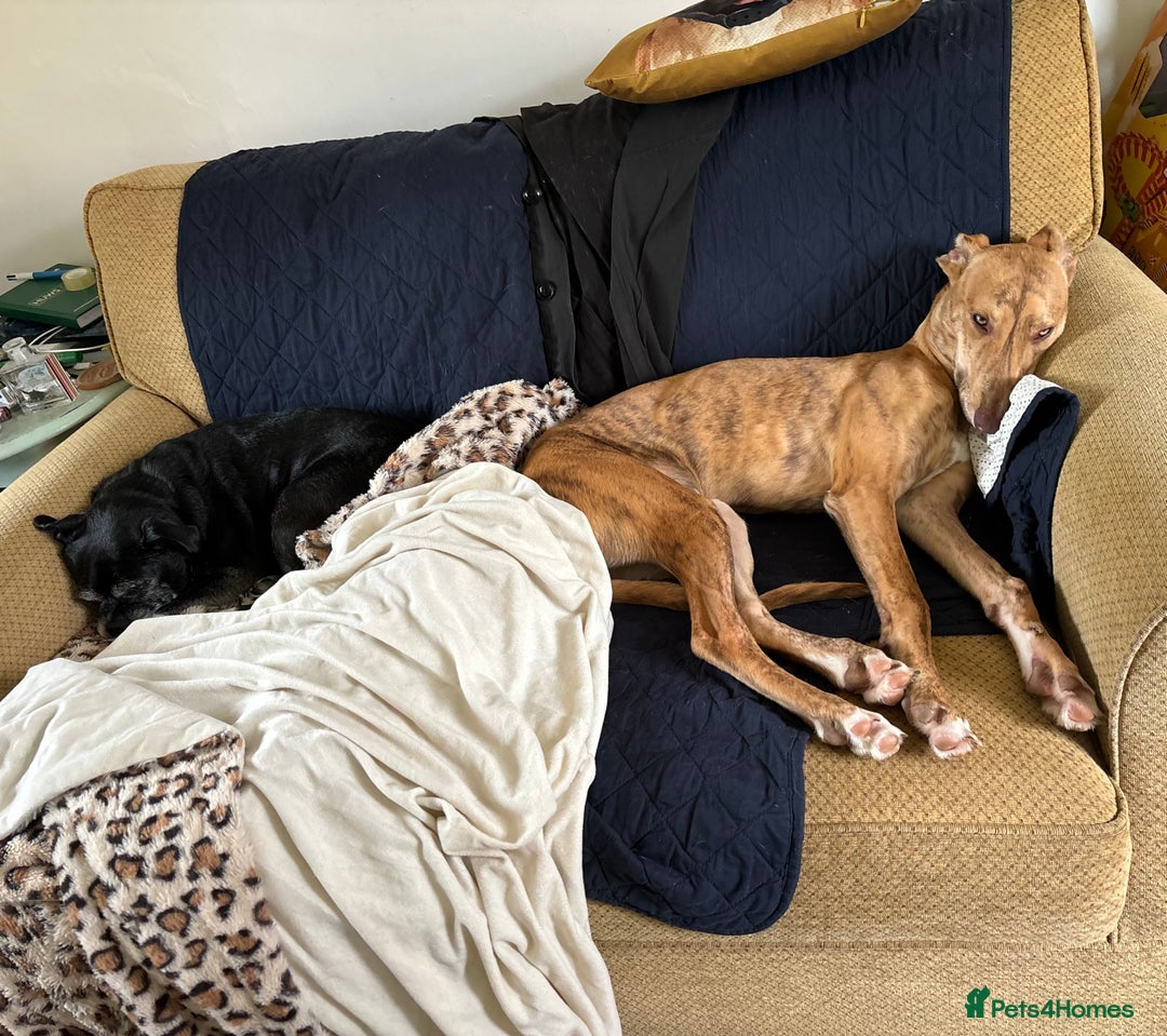 Mixed Breed dogs for sale: Bull greyhound/collie  - Image 4