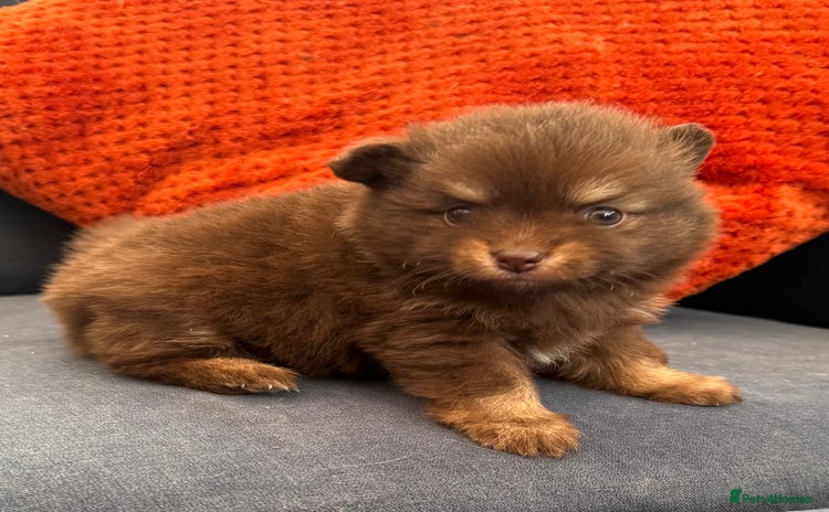 Pomchi dogs - Advert 4