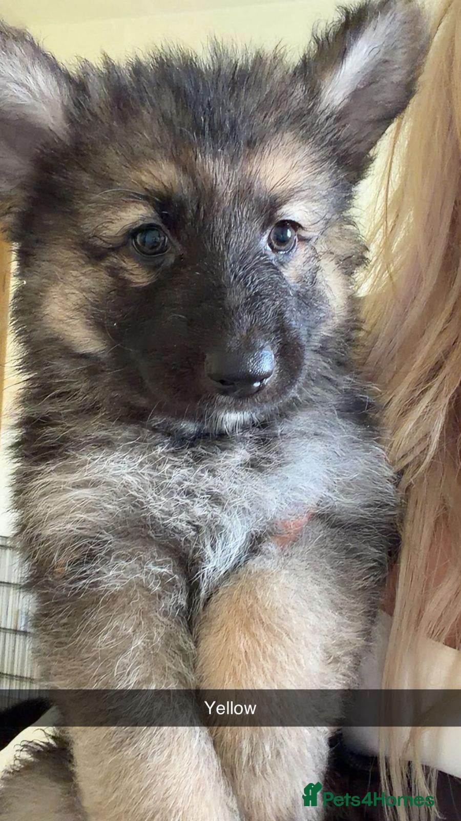 German Shepherd dogs German shepherd puppies  - Advert 3