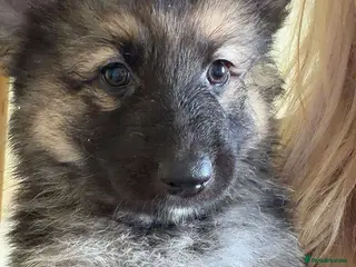 German Shepherd dogs German shepherd puppies - Advert 3