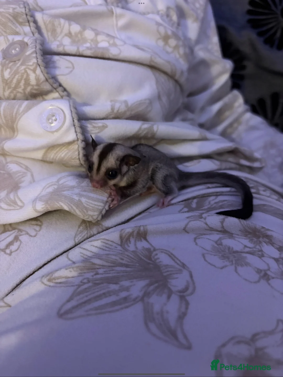Sugar Glider rodents for sale: Male and female sugar gliders in Poulton-le-Fylde - Advert 2