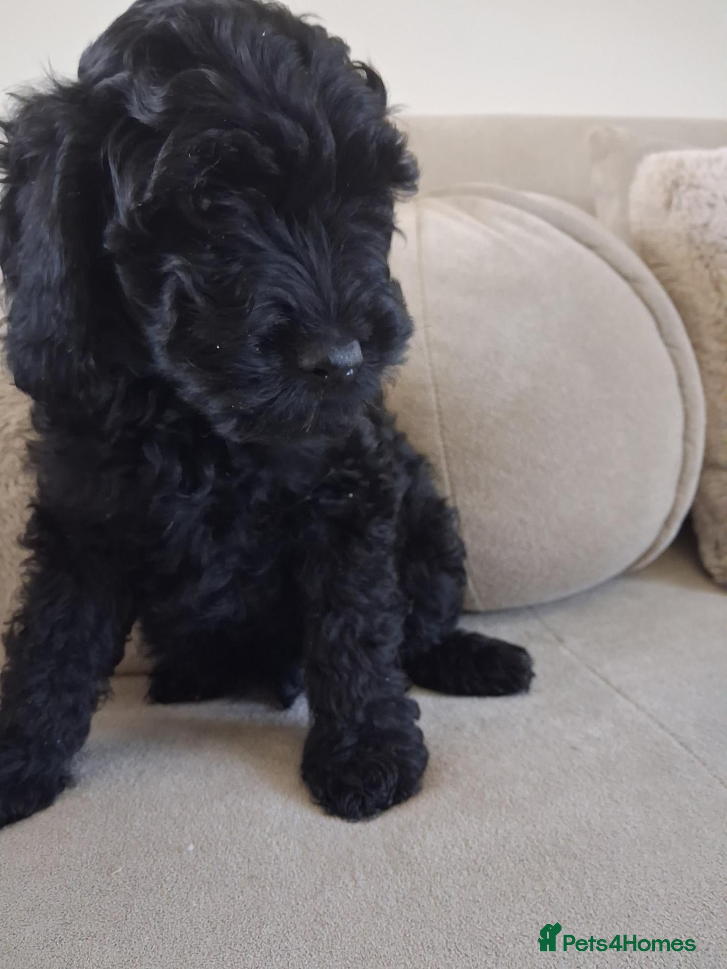 Goldendoodle dogs  Medium Goldendoodle puppies - Advert 2