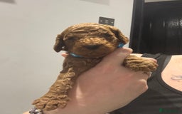 Cockapoo dogs for sale: 10 F1b cockapoo pups for sale  - Advert 9