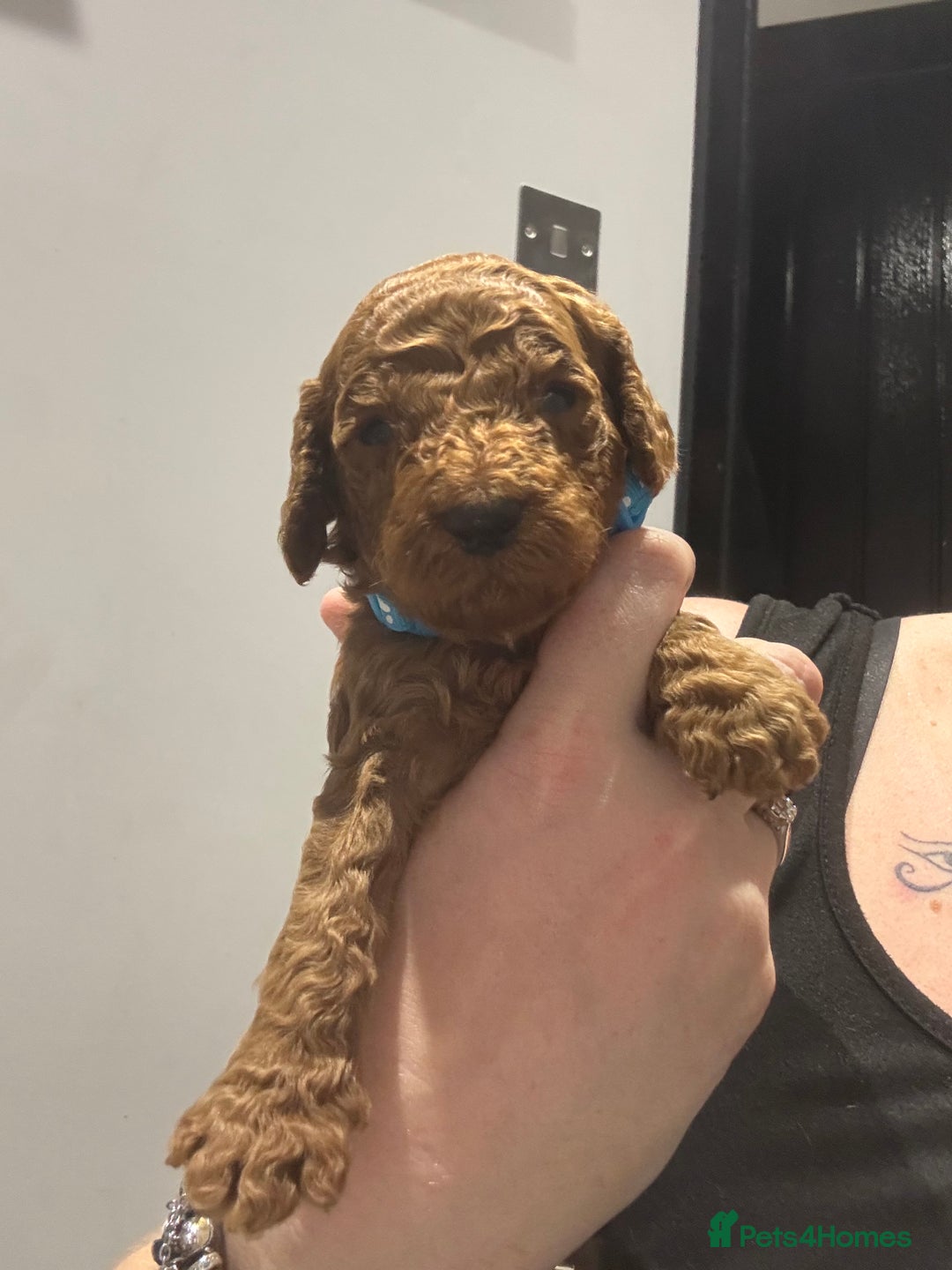 Cockapoo dogs for sale: 10 F1b cockapoo pups for sale  - Advert 9