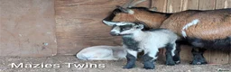 Goats livestock for sale: Pygmy Goats for sale  in Salisbury - Advert 1