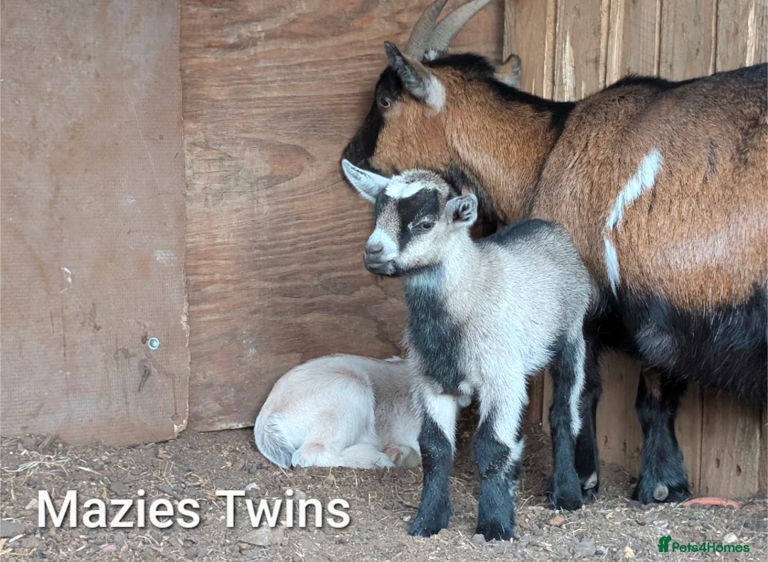 Goats livestock for sale: Pygmy Goats for sale  in Salisbury - Advert 1