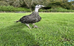 Turkeys poultry for sale: 10 Turkeys looking for new home  - Image 7
