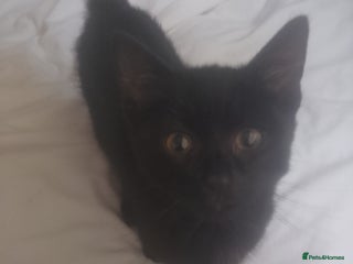 Mixed Breed cats - Advert 12