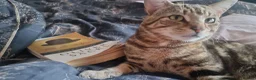 Domestic Shorthair cats for sale: Beautiful kittens for sale /see pictures - Advert 4