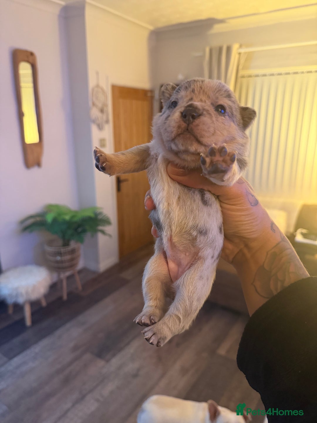 Chow Chow dogs for sale: French chows  - Advert 23