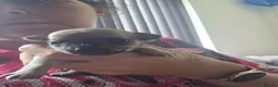 Chihuahua dogs for sale: 2 female pups - Advert 12