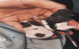 Rat rodents for sale: Babies rats (waiting list) in Honiton - Image 7
