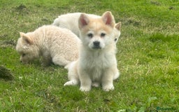 Chow Chow dogs for sale: Exotic colour chowsky puppies for sale  - Image 21