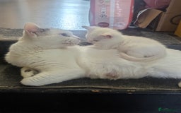 Domestic Shorthair cats for sale: Fluffy All white kittens  - Image 3
