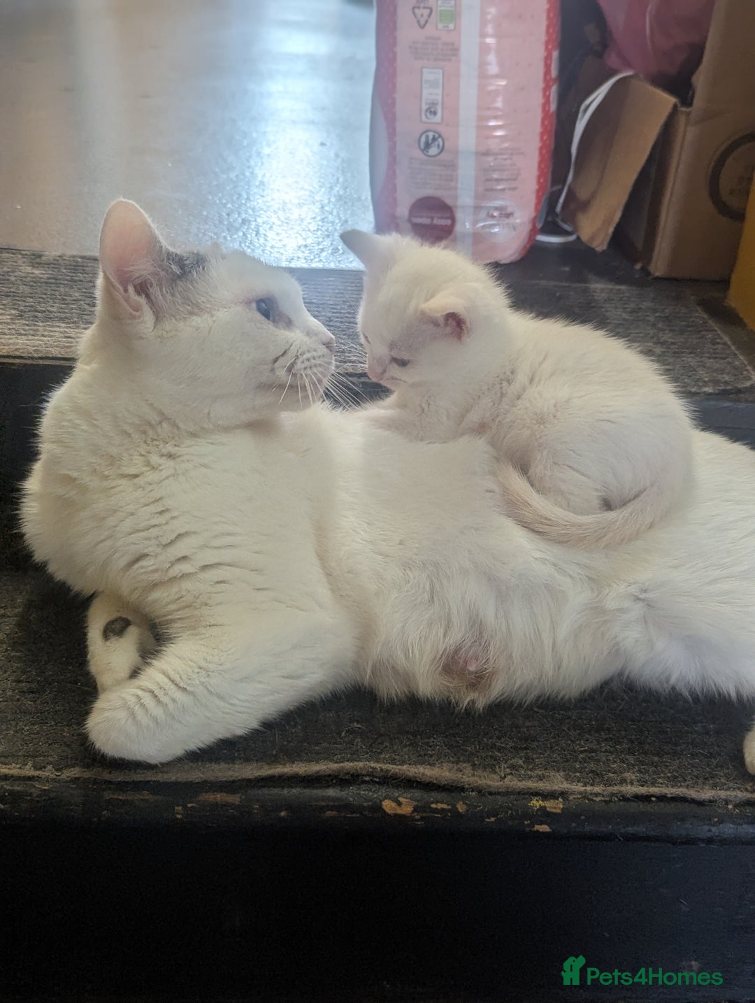 Domestic Shorthair cats for sale: Fluffy All white kittens  - Image 3