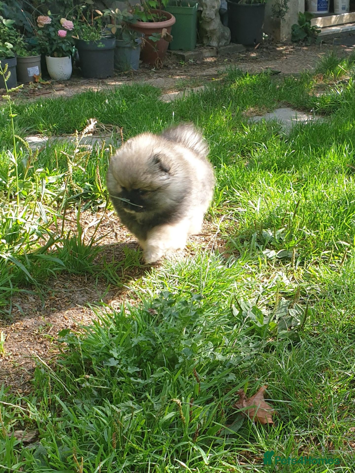 Pomeranian dogs Pomeranian puppies ready now - Advert 14
