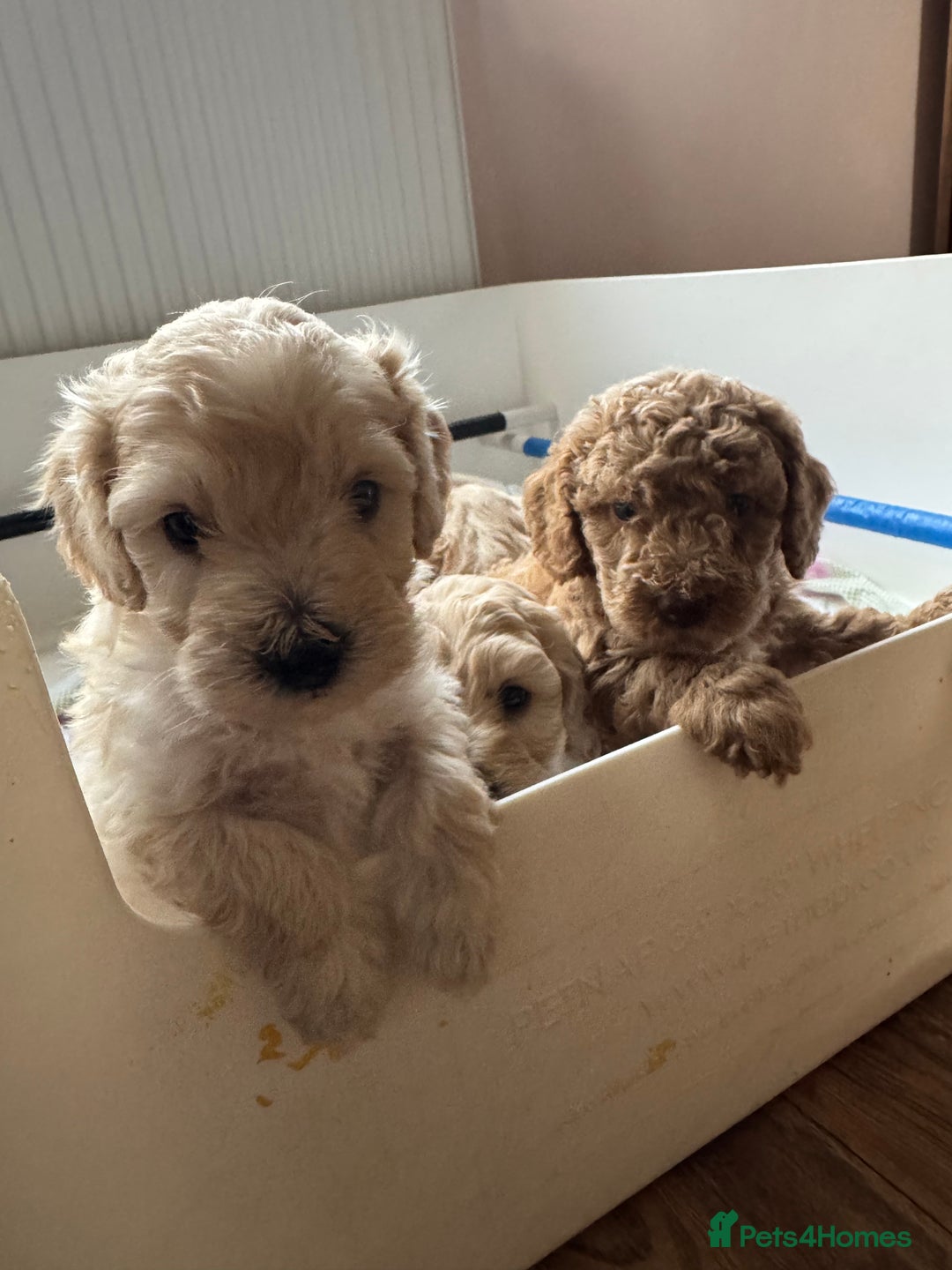 Cockapoo dogs for sale: Wonderful snuggle buddy  - Image 13