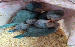 Parakeets birds for sale: Baby Quaker parrots boys and girls available  - Image 10