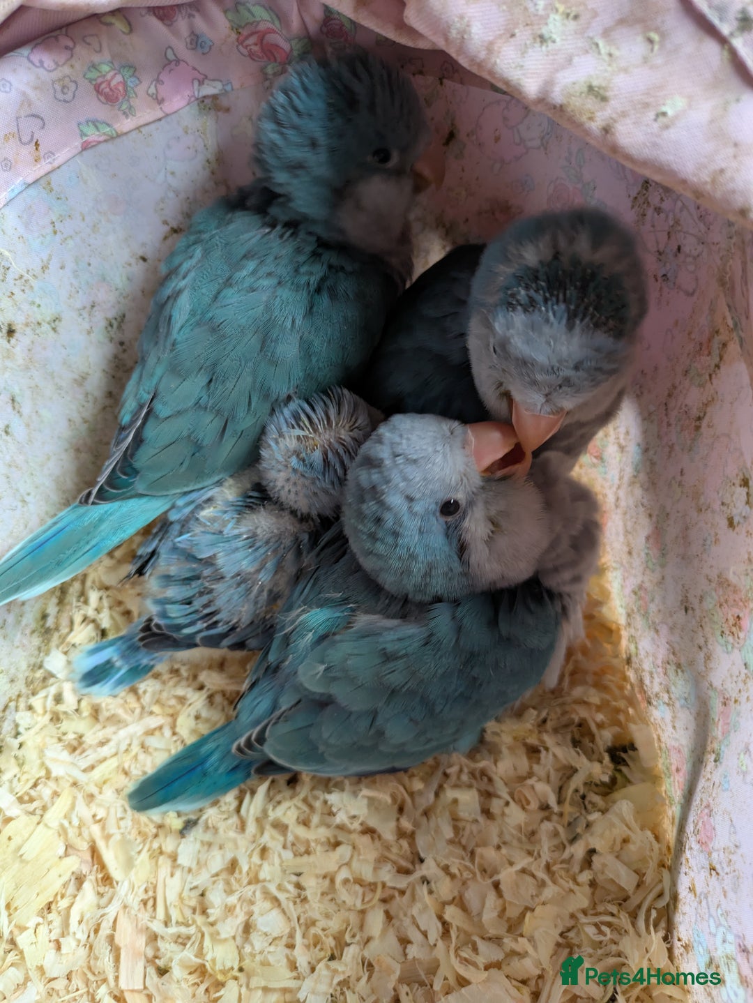 Parakeets birds for sale: Baby Quaker parrots boys and girls available  - Image 10