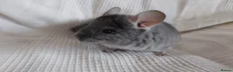 Chinchilla rodents for sale: Royal Blue RPAc male kit chinchilla - Advert 5