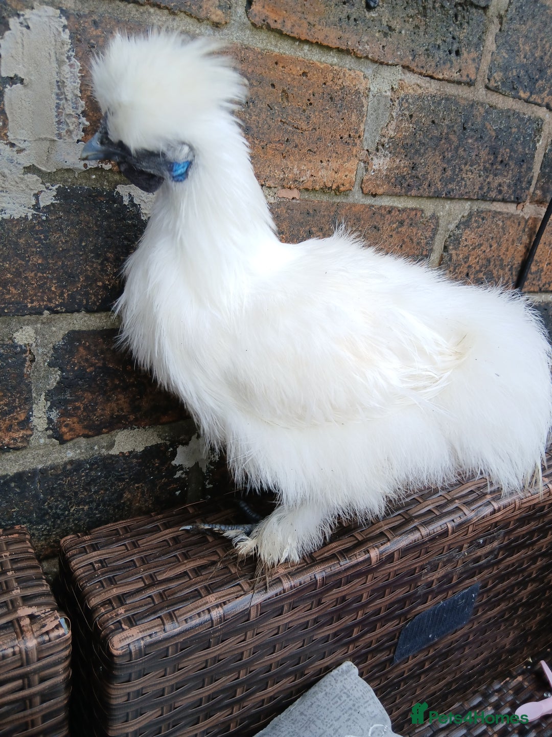 Chickens poultry for sale: Beautiful white silkie chicks  - Image 6