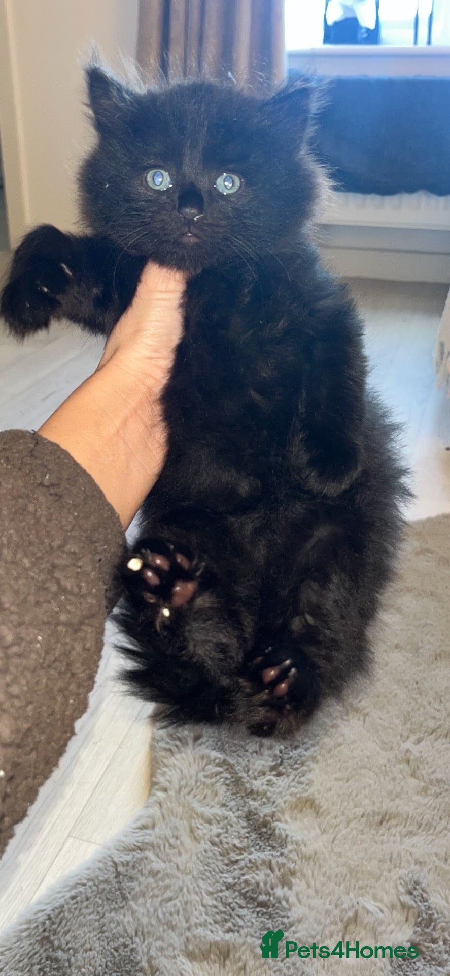 Mixed Breed cats for sale: Black fluffy male kitten  - Advert 8