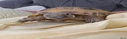 Hermann Tortoise reptiles for sale: Hermann tortoise  in Barnsley - Advert 6