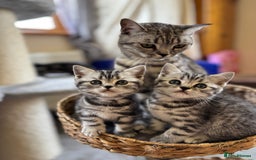 British Shorthair cats for sale: ❤️💙 GORGEOUS SILVER TABBY BSH CHAMPION LINES 💙❤️ - Image 7