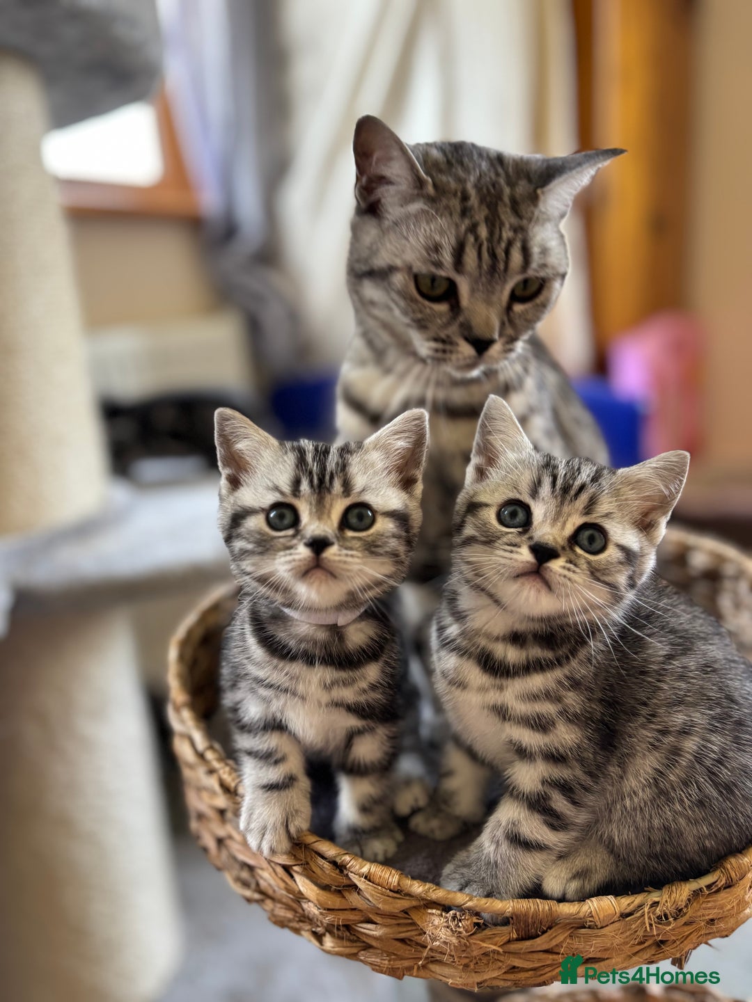 British Shorthair cats for sale: ❤️💙 GORGEOUS SILVER TABBY BSH CHAMPION LINES 💙❤️ - Image 7