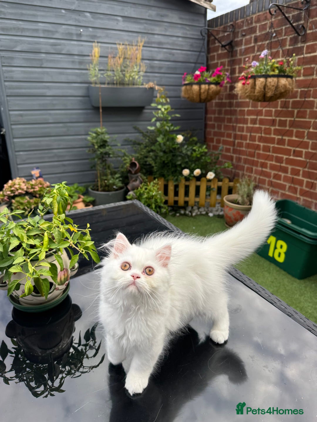 Persian cats for sale: 2 white Gorgeous Persian Boys - Image 25