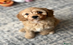 Cavapoo dogs for stud: F1 Cavapoo for stud  - Image 10