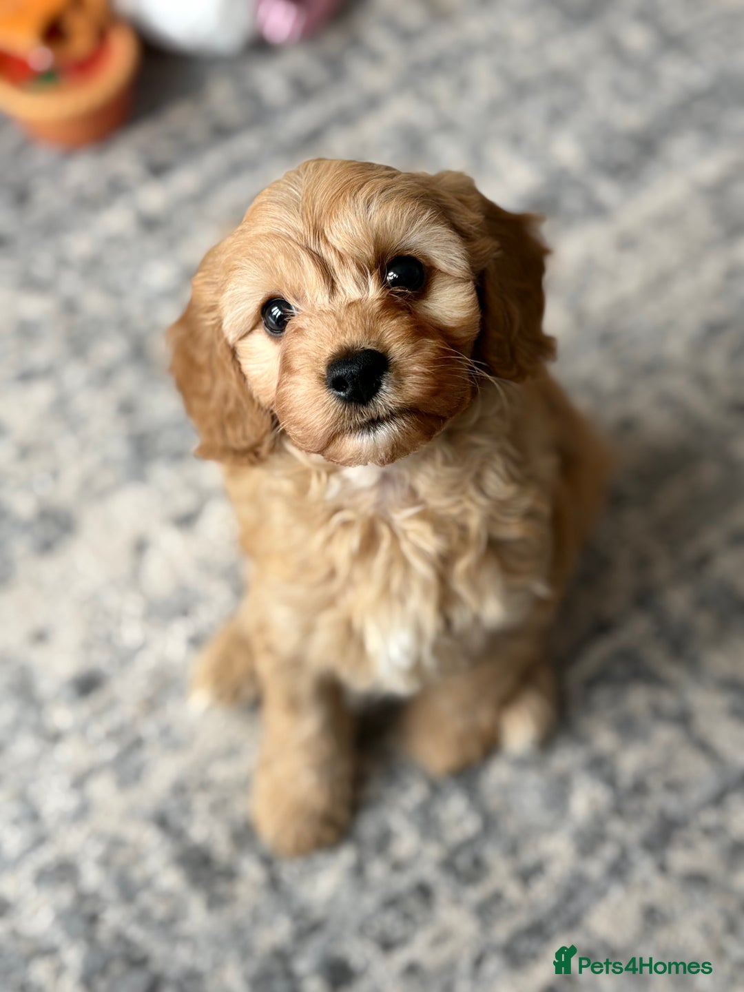 Cavapoo dogs for stud: F1 Cavapoo for stud  - Image 10