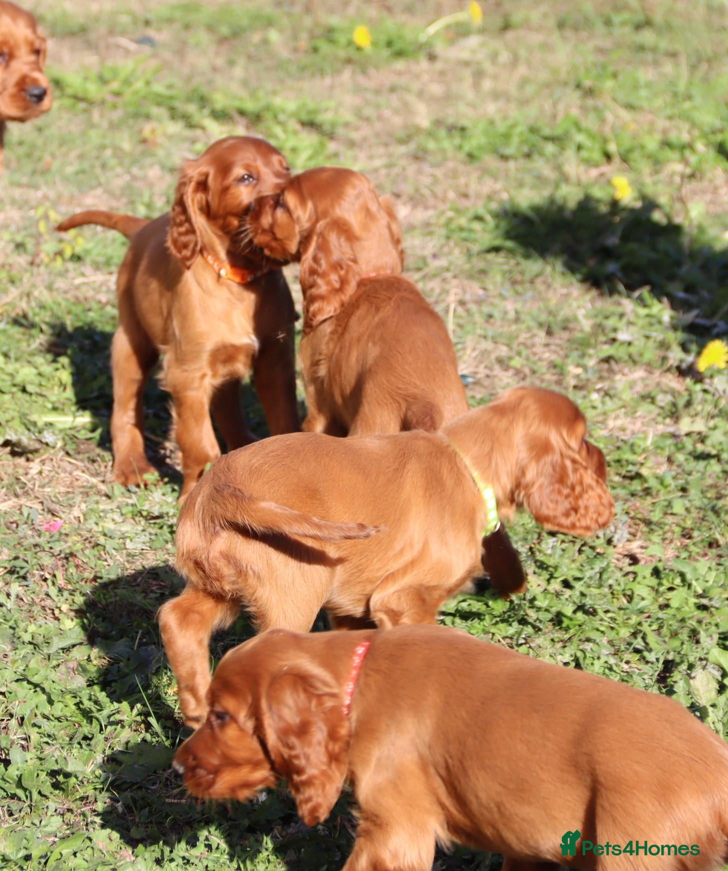 Irish Setter dogs Adorable lovable irish Setter puppies  - Advert 2
