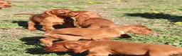 Irish Setter dogs for sale: Adorable lovable irish Setter puppies  - Advert 2