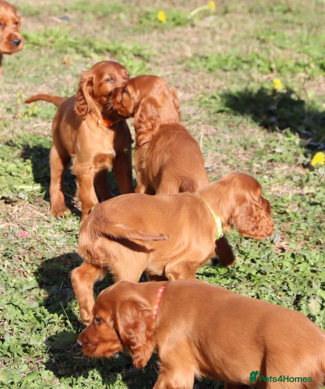 Irish Setter dogs for sale: Adorable lovable irish Setter puppies  - Advert 2