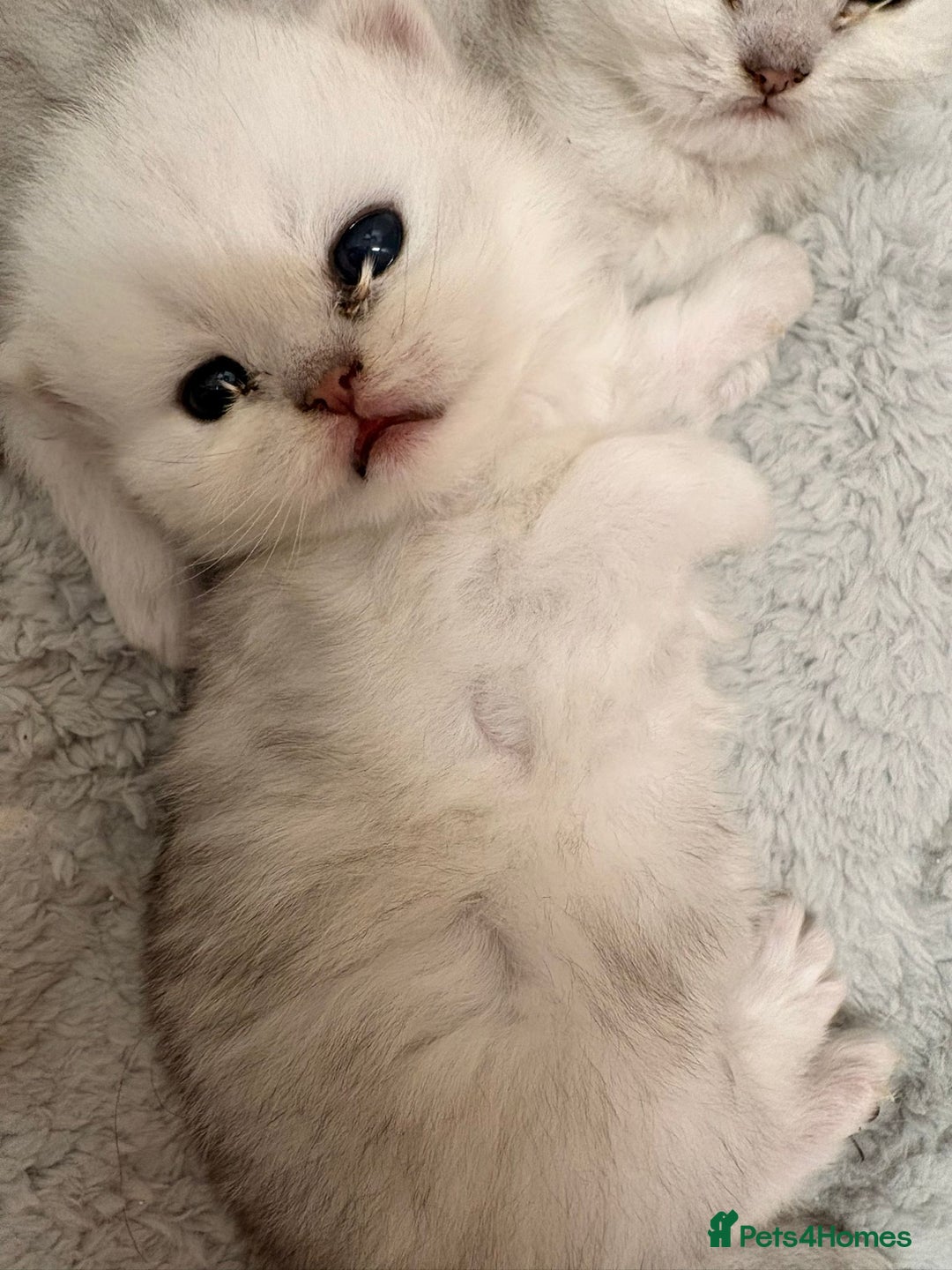 Persian cats for sale: Beautiful girl - Advert 1