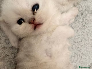 Persian cats Beautiful girl - Advert 4