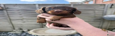 Dachshund Puppy 7