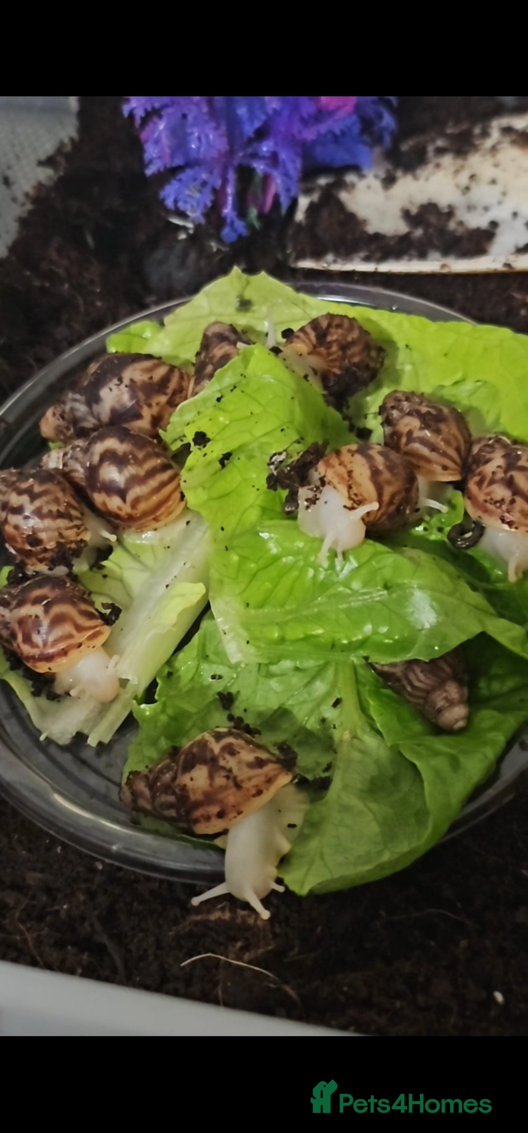Snails invertebrates for sale: 5x baby Albino giant african land snails - Image 1