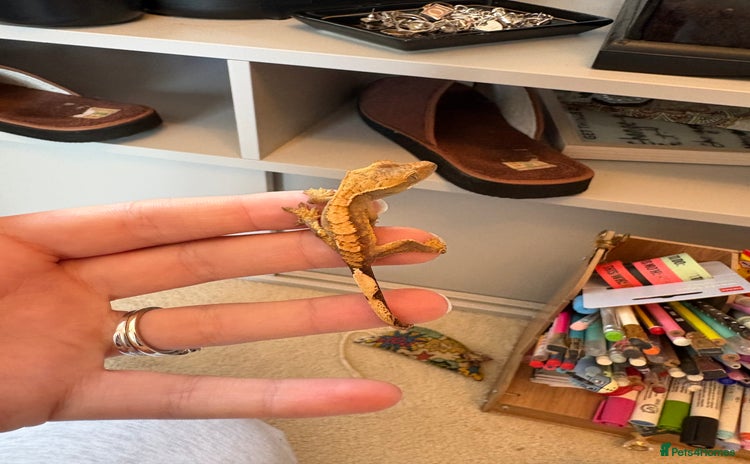 Gecko reptiles - Advert 19
