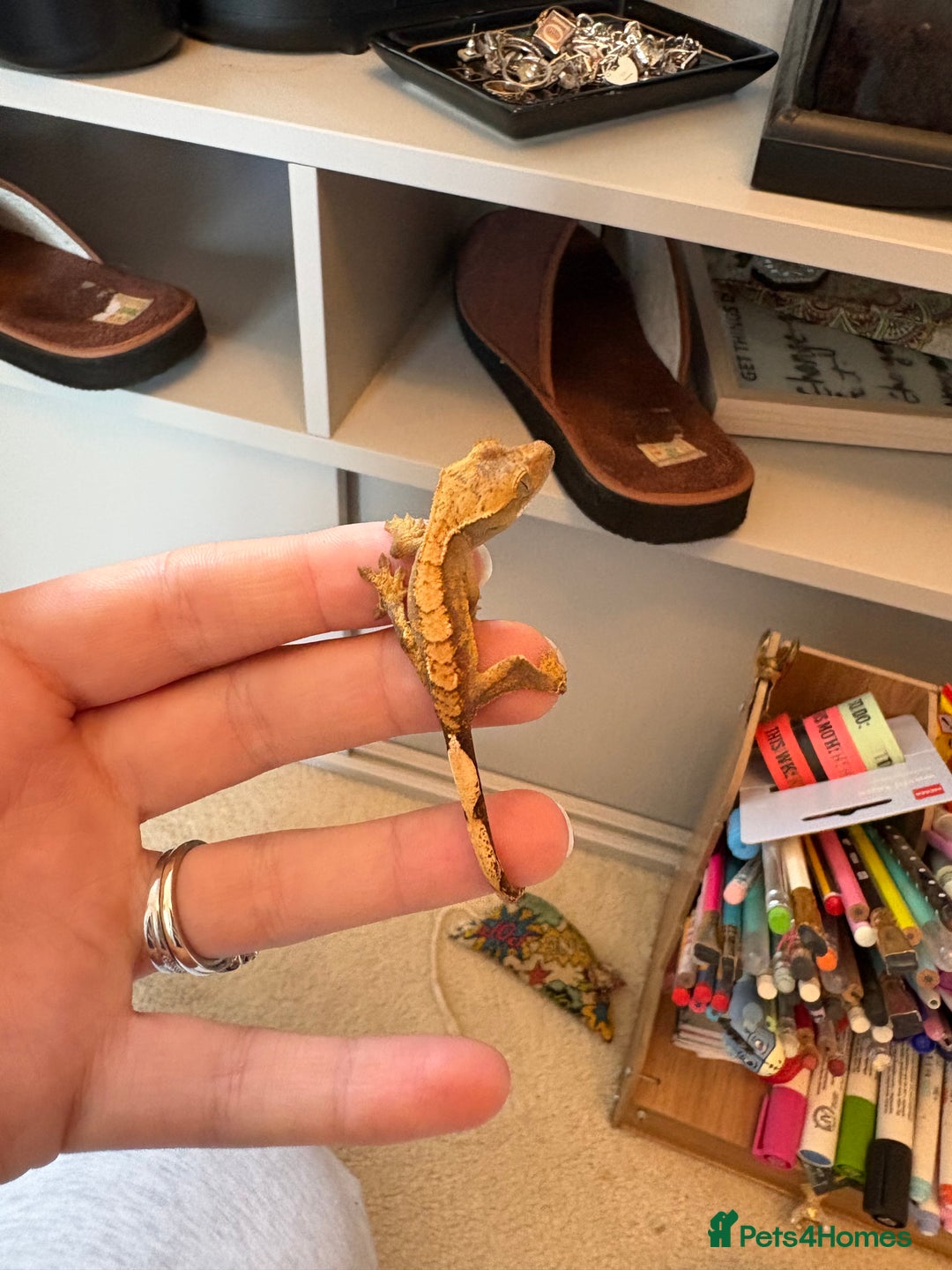 Gecko reptiles for sale: crested geckos  - Image 1