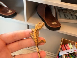 Gecko reptiles - Advert 29