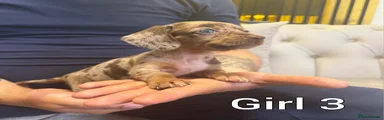 Miniature Dachshund 8