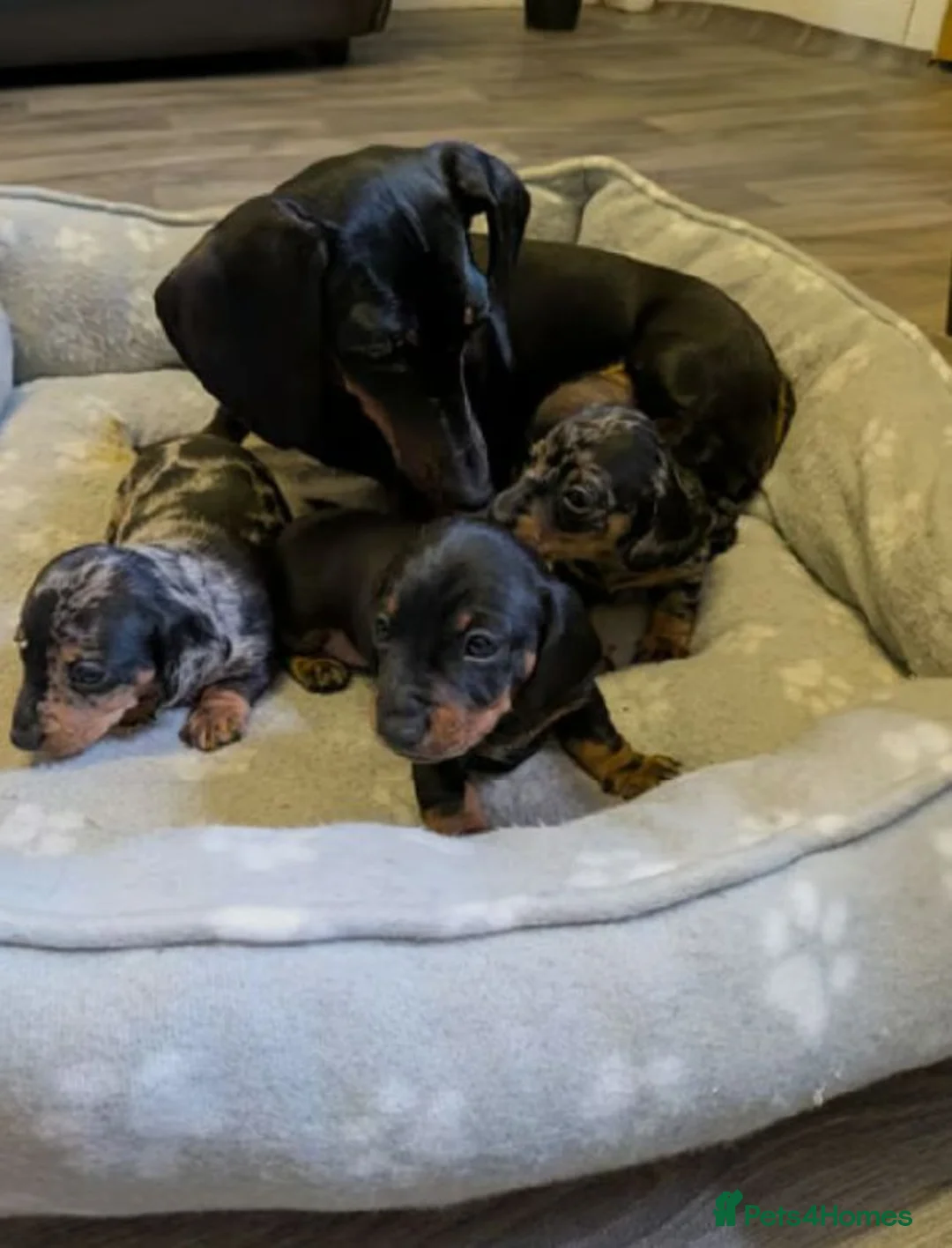 Miniature Dachshund dogs for sale: Miniature Dachshund litter of 3 puppies in Bradford - Advert 2
